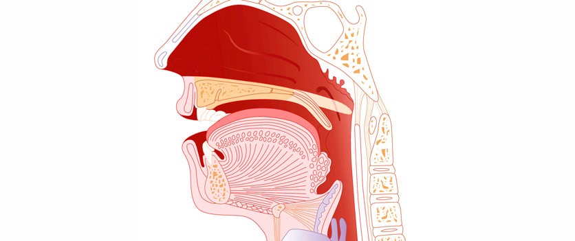 Detail Anatomie Hals Nomer 13