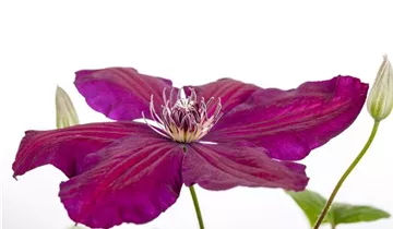 Clematis Lanuginosa - KibrisPDR