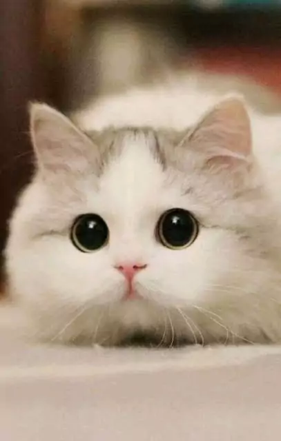 Detail Gambar2 Kucing Nomer 10
