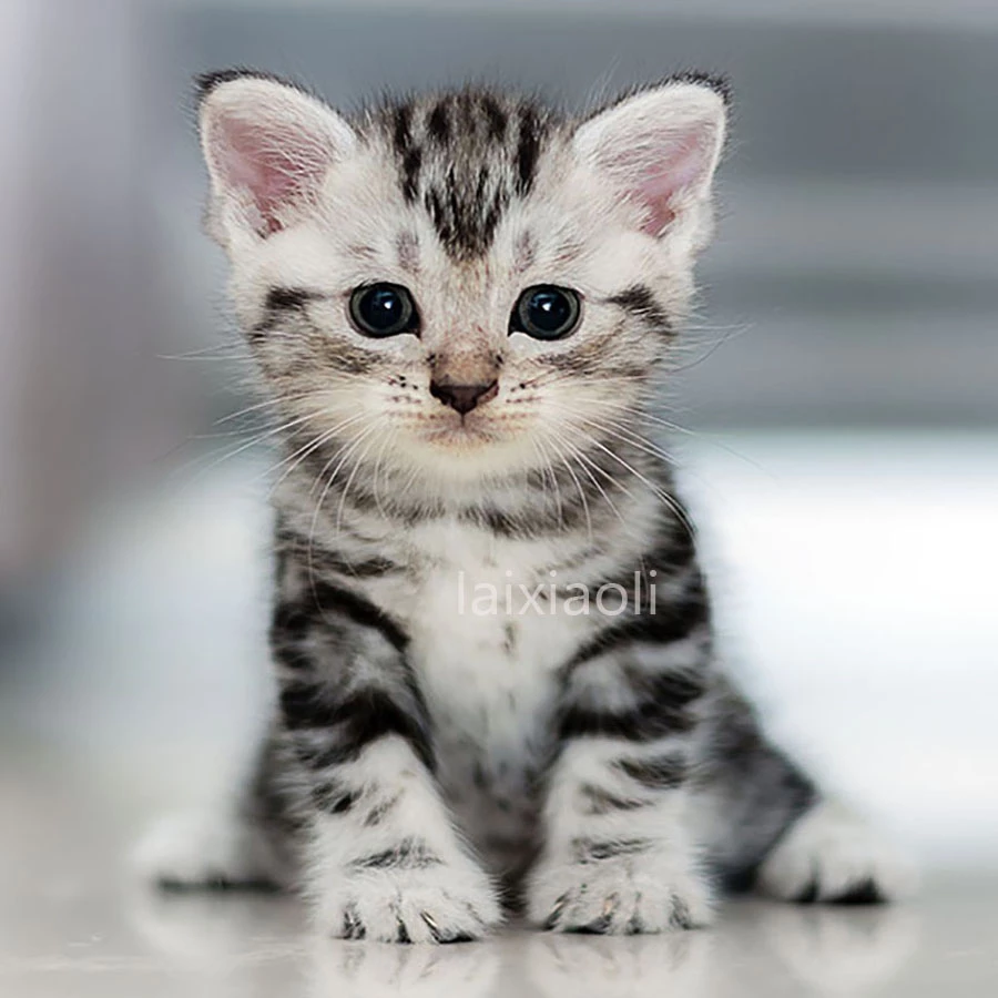 Detail Gambar2 Kucing Nomer 20