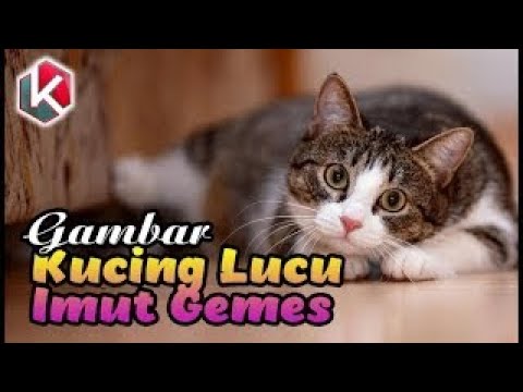 Detail Gambar2 Kucing Lucu Nomer 22