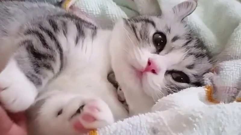 Detail Gambar2 Kucing Lucu Nomer 33