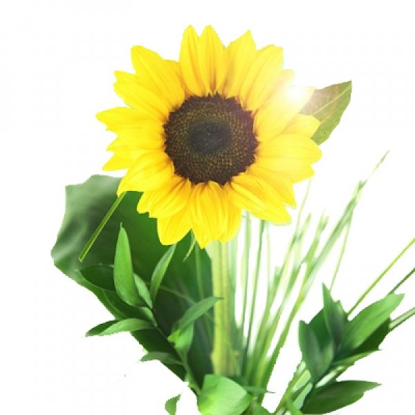 Detail Geburtstags Blumen Herbst Nomer 6