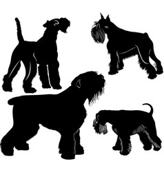 Detail Miniature Toy Terrier Nomer 24