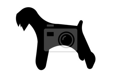 Detail Berner Sennenhund Miniatur Nomer 19