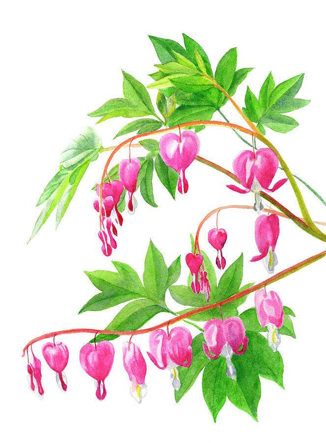 Detail Bleeding Heart Flower Illustration Nomer 2