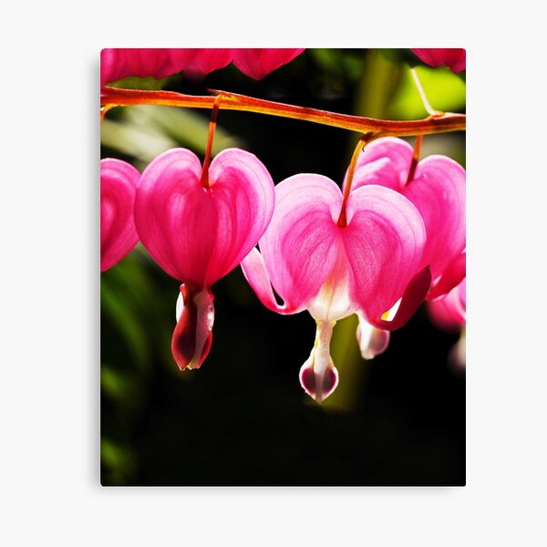 Detail Bleeding Heart Flower Illustration Nomer 25