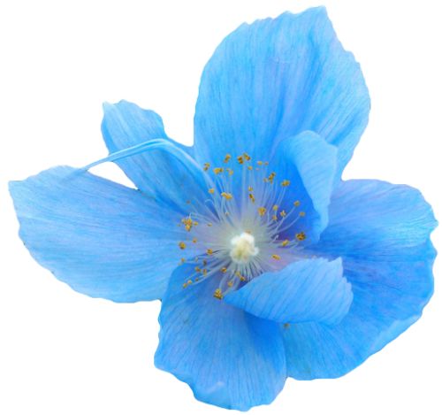 Detail Blumen Blau Nomer 6