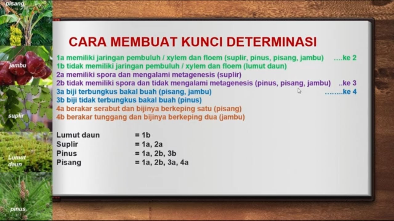 Detail Contoh Determinasi Tumbuhan Nomer 28