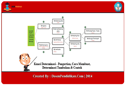 Detail Contoh Determinasi Tumbuhan Nomer 7