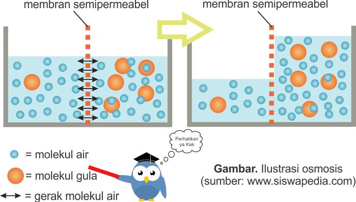 Contoh Difusi Dan Osmosis Pada Tumbuhan - KibrisPDR