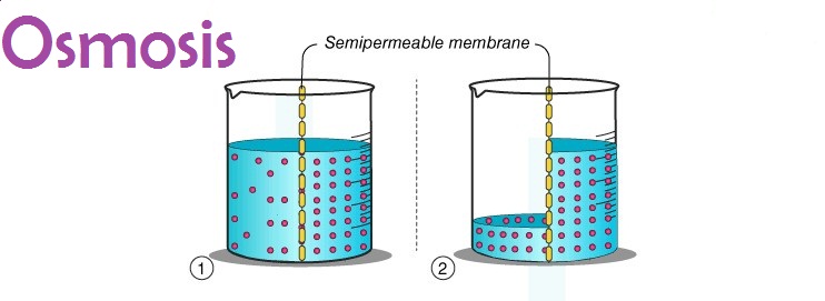 Detail Contoh Difusi Dan Osmosis Pada Tumbuhan Nomer 13