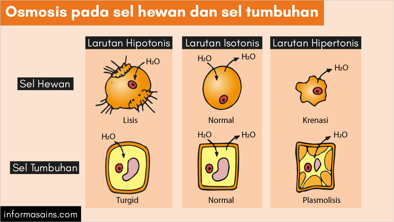 Detail Contoh Difusi Dan Osmosis Pada Tumbuhan Nomer 4