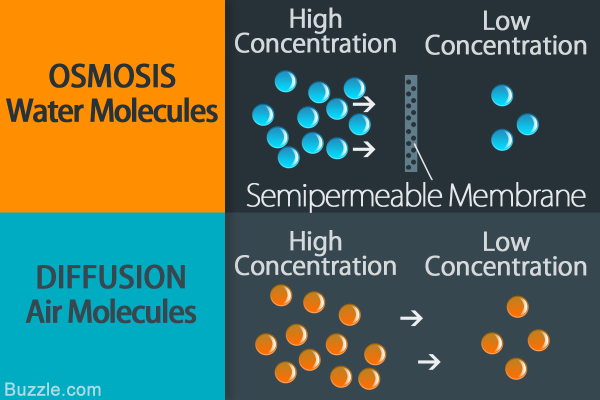 Detail Contoh Difusi Dan Osmosis Pada Tumbuhan Nomer 28