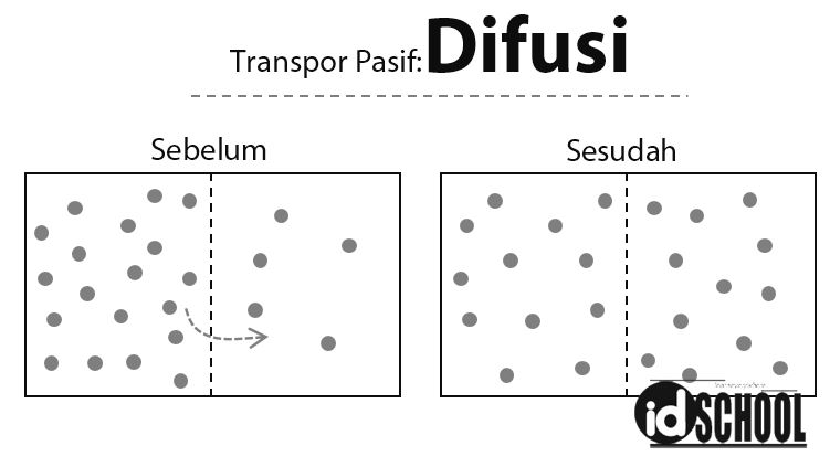 Detail Contoh Difusi Dan Osmosis Pada Tumbuhan Nomer 33