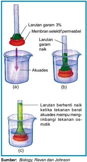 Detail Contoh Difusi Dan Osmosis Pada Tumbuhan Nomer 37