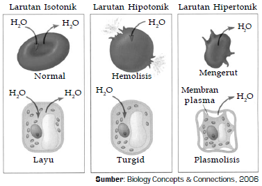 Detail Contoh Difusi Dan Osmosis Pada Tumbuhan Nomer 38