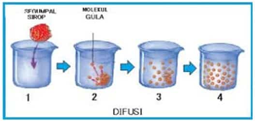 Detail Contoh Difusi Dan Osmosis Pada Tumbuhan Nomer 39