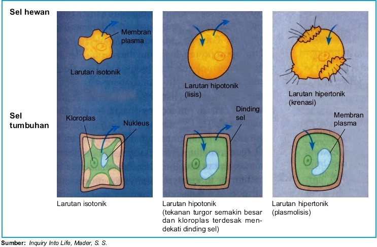 Detail Contoh Difusi Dan Osmosis Pada Tumbuhan Nomer 6