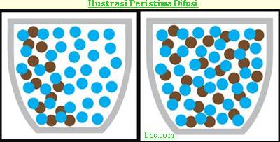 Detail Contoh Difusi Dan Osmosis Pada Tumbuhan Nomer 51