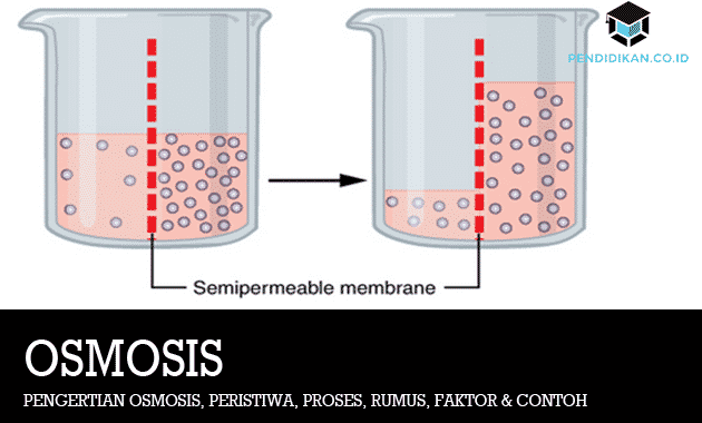 Detail Contoh Difusi Dan Osmosis Pada Tumbuhan Nomer 9