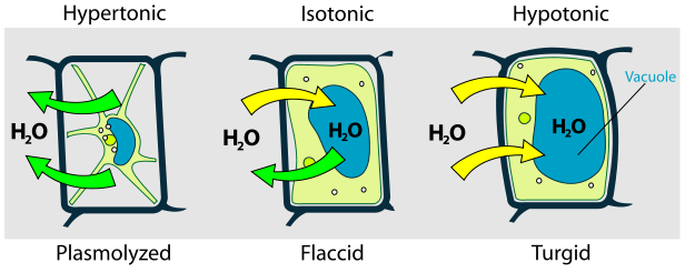 Detail Contoh Difusi Dan Osmosis Pada Tumbuhan Nomer 10