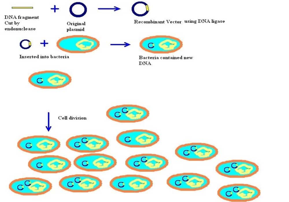 Detail Contoh Dna Rekombinan Nomer 12