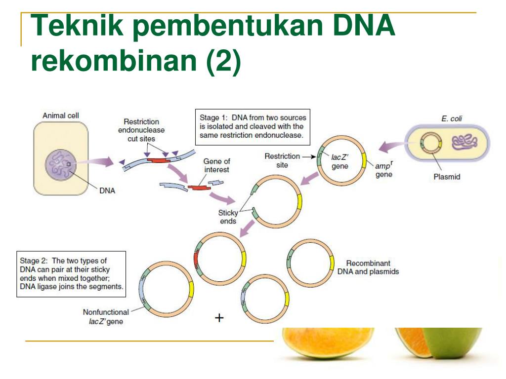 Detail Contoh Dna Rekombinan Nomer 14