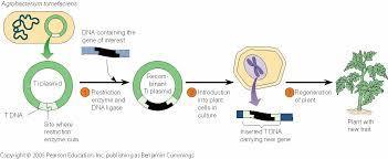 Detail Contoh Dna Rekombinan Nomer 22