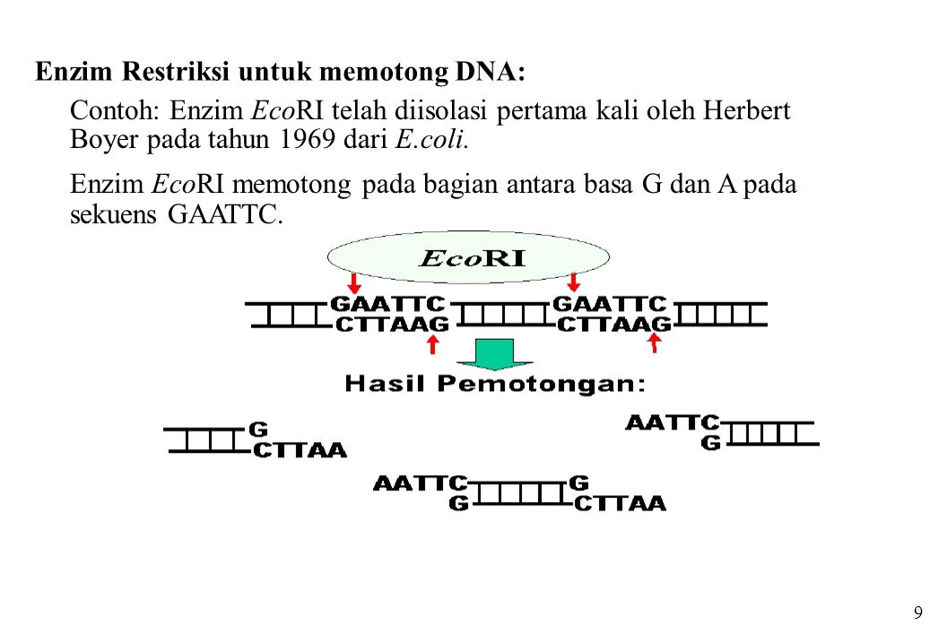 Detail Contoh Dna Rekombinan Nomer 24