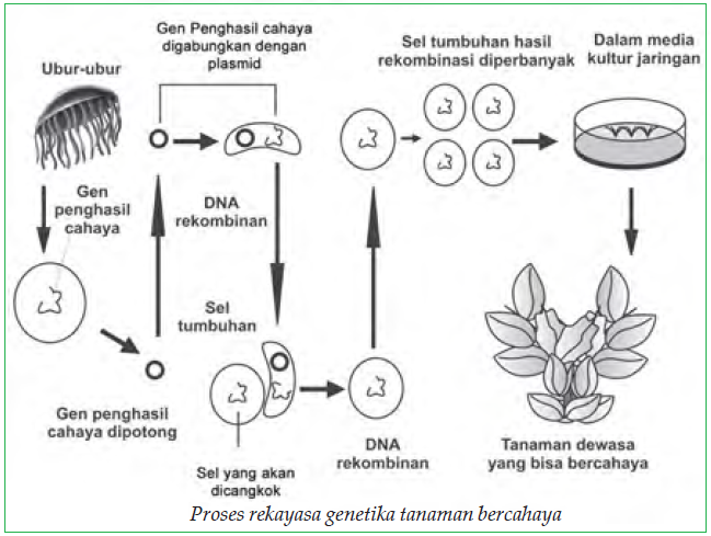 Detail Contoh Dna Rekombinan Nomer 28