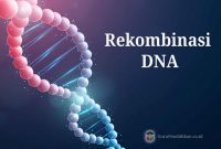 Detail Contoh Dna Rekombinan Nomer 34