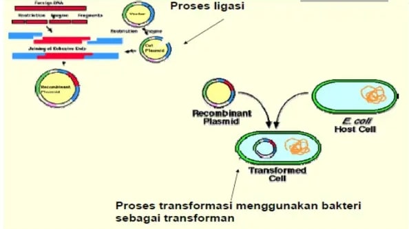 Detail Contoh Dna Rekombinan Nomer 40