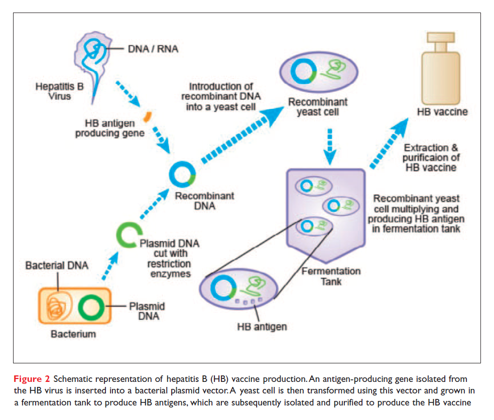 Detail Contoh Dna Rekombinan Nomer 43