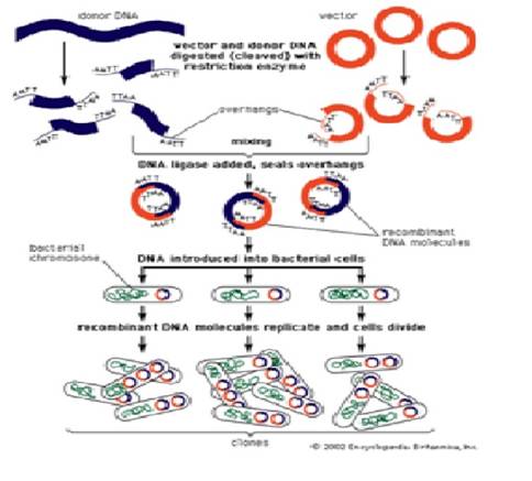 Detail Contoh Dna Rekombinan Nomer 6