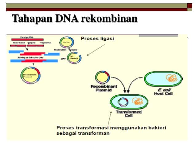 Detail Contoh Dna Rekombinan Nomer 8