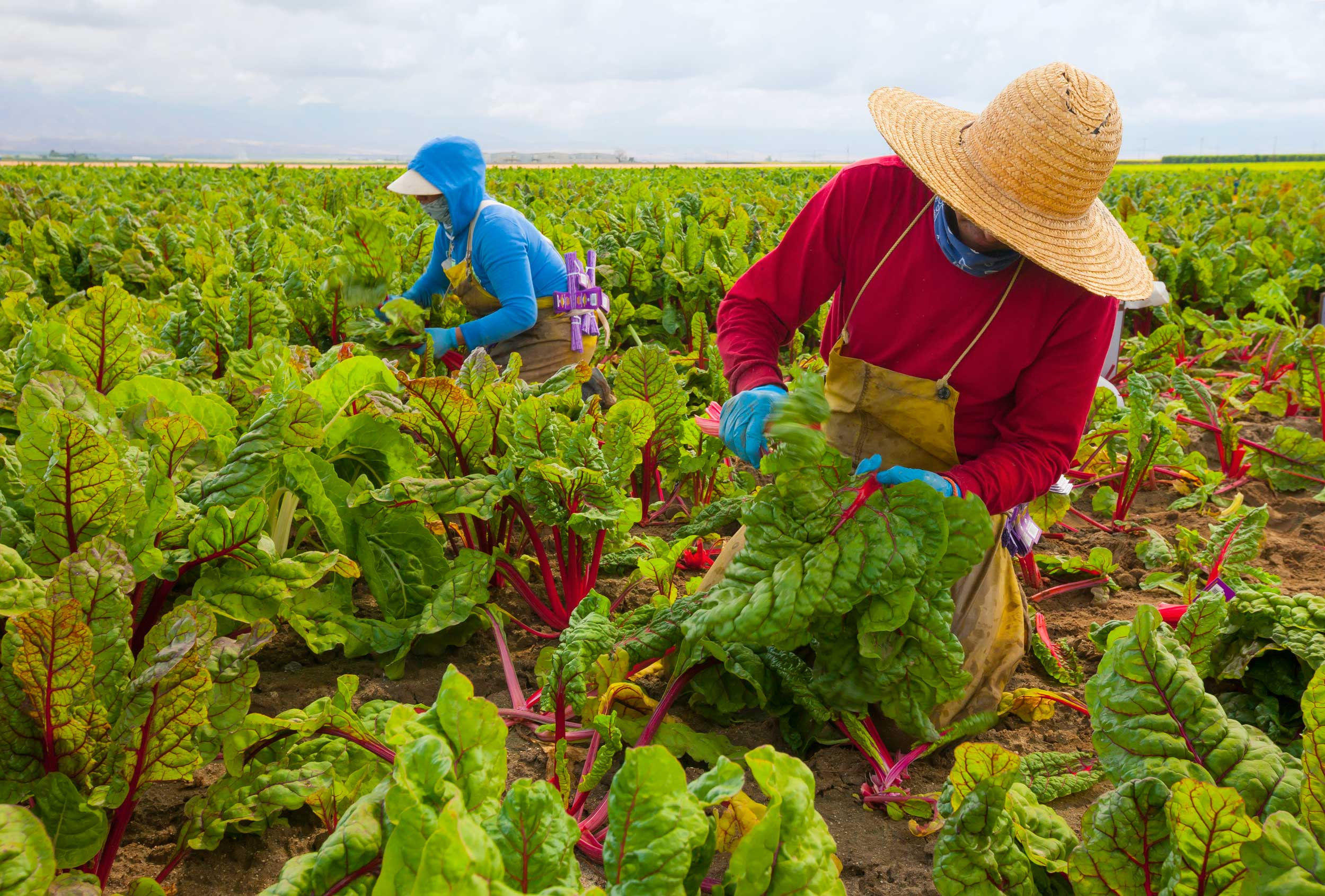 Detail Contoh Ekonomi Agrikultur Nomer 21