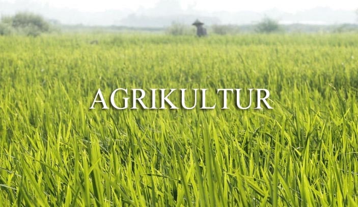 Detail Contoh Ekonomi Agrikultur Nomer 10