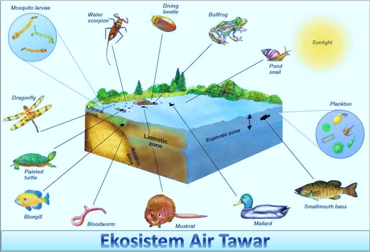 Detail Contoh Ekosistem Air Laut Nomer 36