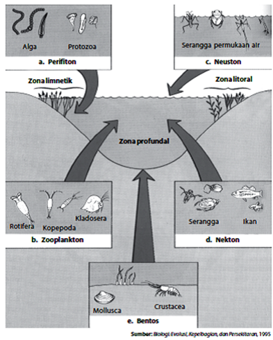 Detail Contoh Ekosistem Air Tawar Nomer 29