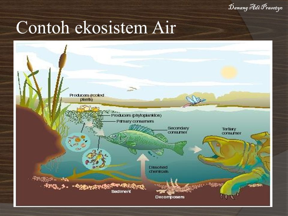 Detail Contoh Ekosistem Air Tawar Nomer 36