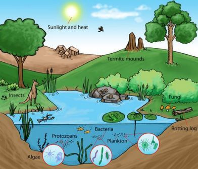 Detail Contoh Ekosistem Alam Nomer 9