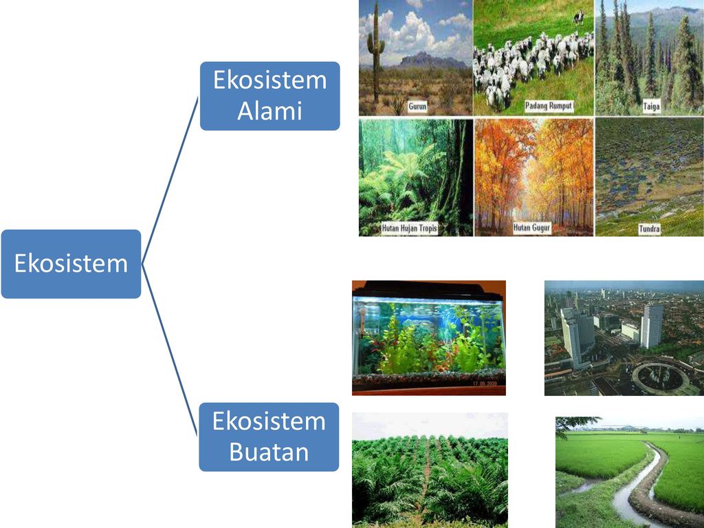 Detail Contoh Ekosistem Alam Nomer 13