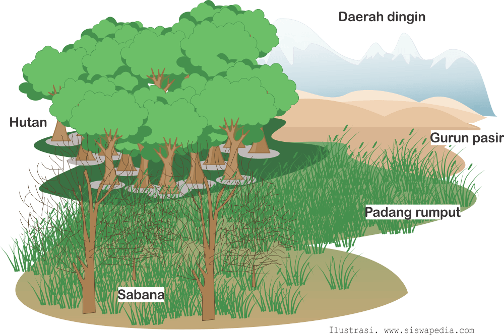 Detail Contoh Ekosistem Darat Nomer 2