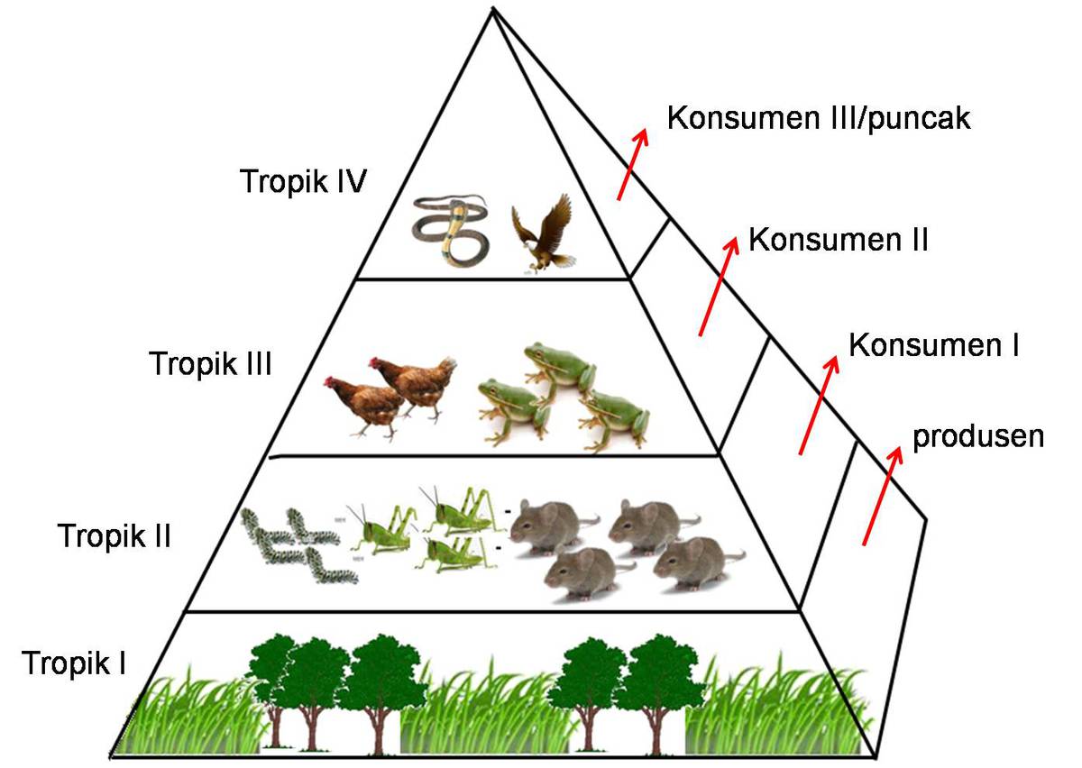 Contoh ekosistem hutan 50 koleksi gambar