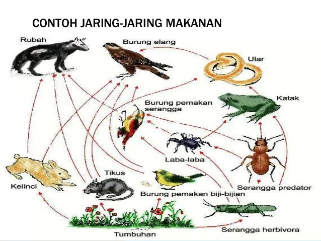 Detail Contoh Ekosistem Kebun Nomer 19