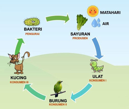 Detail Contoh Ekosistem Kebun Nomer 4