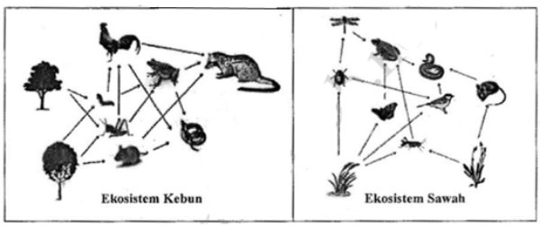 Detail Contoh Ekosistem Kebun Nomer 36