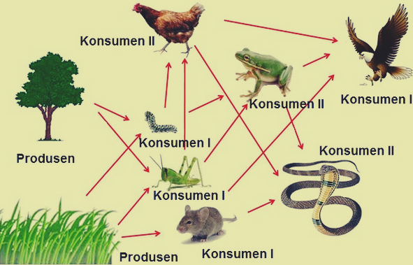 Detail Contoh Ekosistem Kebun Nomer 45