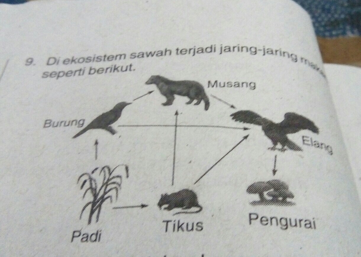 Detail Contoh Ekosistem Kebun Nomer 55